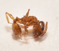 Pheidole soritis