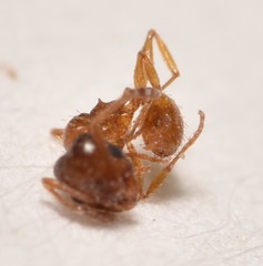 Pheidole soritis
