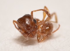 Pheidole soritis