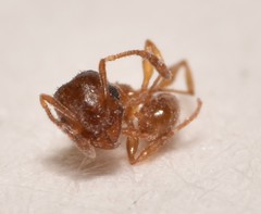 Pheidole soritis