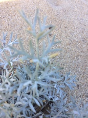 Phlojodicarpus sibiricus
