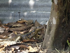Tupinambis teguixin