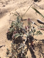 Artemisia ledebouriana
