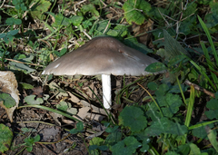 Pluteus petasatus