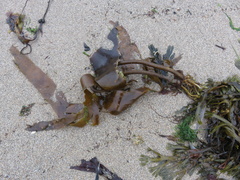 Laminaria digitata