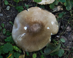 Pluteus petasatus