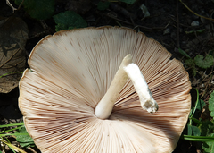 Pluteus petasatus