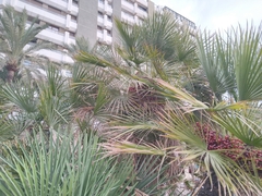 Chamaerops humilis