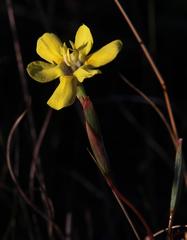 Moraea elsiae