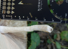 Pluteus petasatus