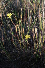Moraea elsiae