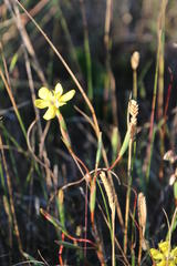 Moraea elsiae