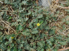 Tribulus terrestris