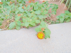 Lantana