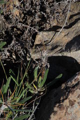Pachypodium