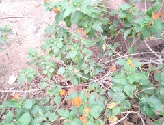 Lantana