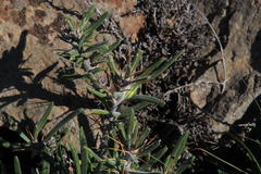 Pachypodium