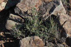 Pachypodium