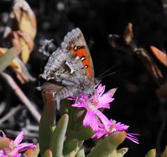 Phasis clavum clavum