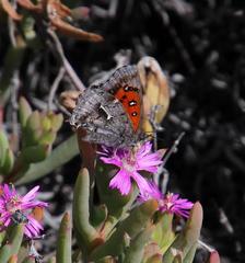 Phasis clavum clavum