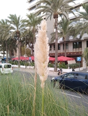 Cortaderia selloana