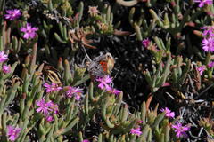 Phasis clavum clavum