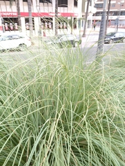 Cortaderia selloana