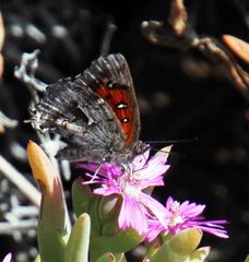 Phasis clavum clavum