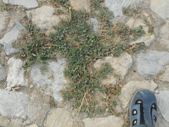 Tribulus terrestris