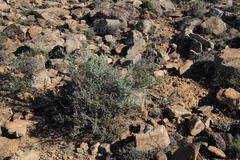 Asparagus mucronatus