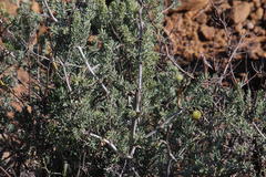 Asparagus mucronatus