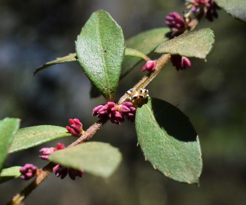 African Boxwood