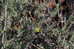 Asparagus mucronatus