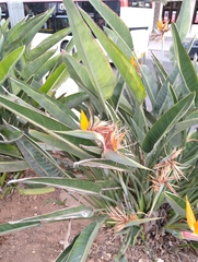 Strelitzia