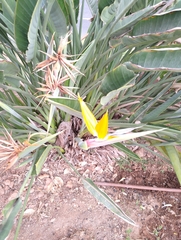 Strelitzia