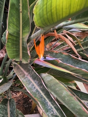 Strelitzia