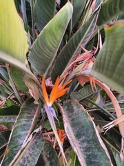 Strelitzia