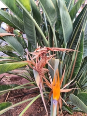 Strelitzia
