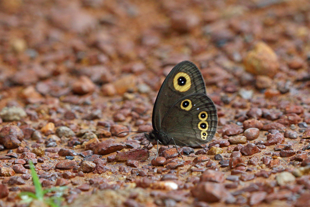 Neocoenyra cooksoni
