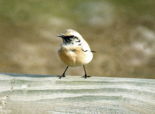 Oenanthe deserti