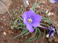 Syringodea longituba