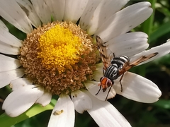 Otites porcus