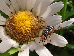 Otites porcus