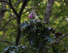 Acanthus polystachyus