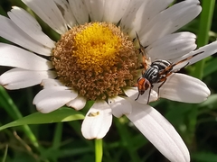 Otites porcus
