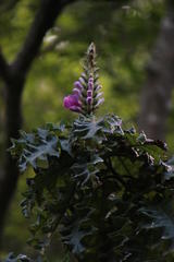 Acanthus polystachyus
