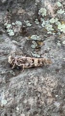 Dissosteira spurcata