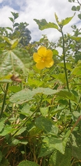 Pavonia sepium