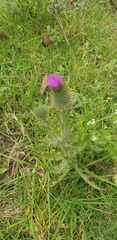 Cirsium vulgare