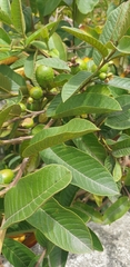 Psidium guajava